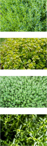 Benchmark Thyme